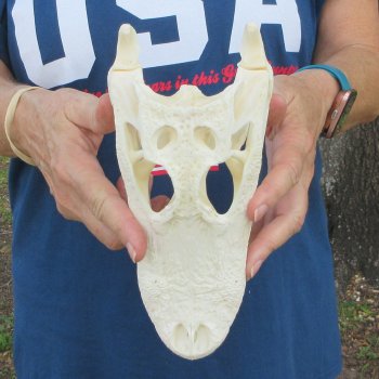 9-1/2" Alligator Skull 
