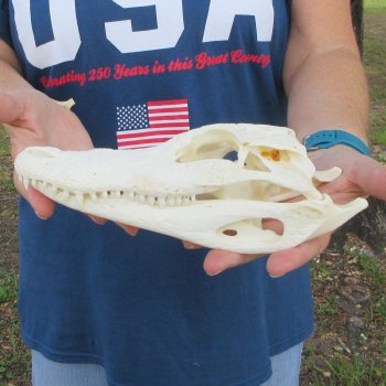 9-1/2" Alligator Skull 