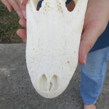 9-1/2" Alligator Skull 