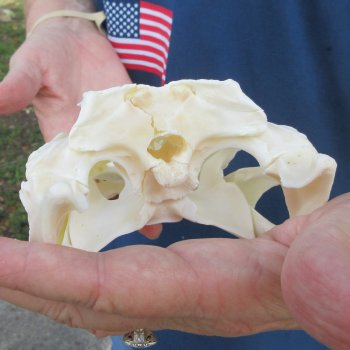 9-1/2" Alligator Skull 