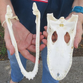 9-1/2" Alligator Skull 