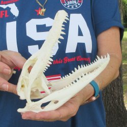 8" Alligator S...