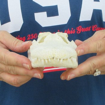 8" Alligator Skull 