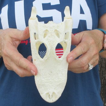 8" Alligator Skull 