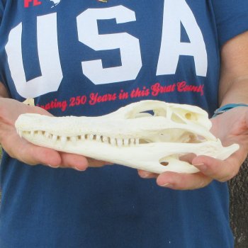 8" Alligator Skull 
