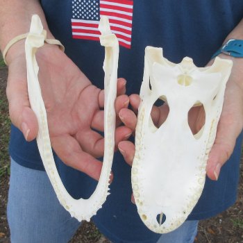8" Alligator Skull 