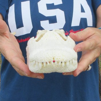 10-1/2" Alligator Skull 