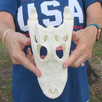 10-1/2" Alligator Skull 