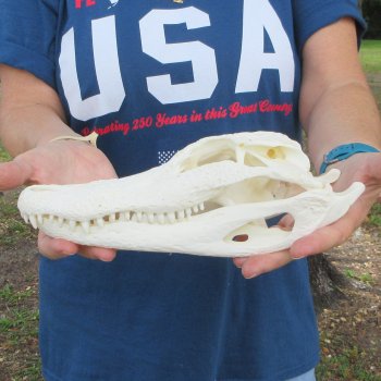 10-1/2" Alligator Skull 