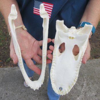 10-1/2" Alligator Skull 