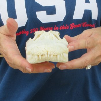 9-1/4" Alligator Skull 