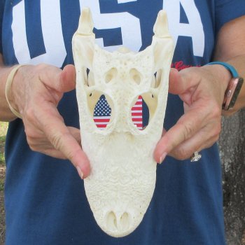 9-1/4" Alligator Skull 