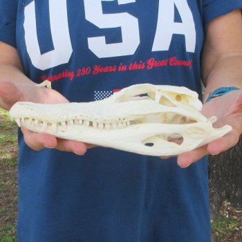 9-1/4" Alligator Skull 
