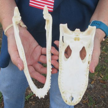 9-1/4" Alligator Skull 