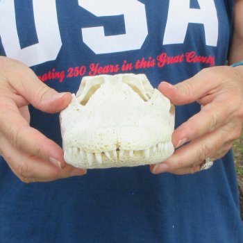 10" B-Grade Alligator Skull 