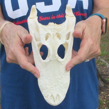 10" B-Grade Alligator Skull 