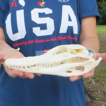 10" B-Grade Alligator Skull 