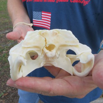 10" B-Grade Alligator Skull 