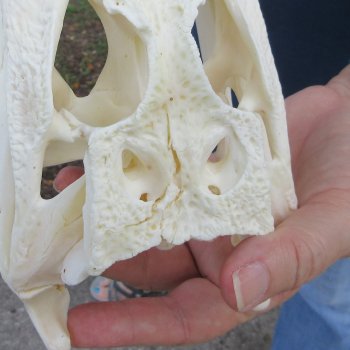10" B-Grade Alligator Skull 