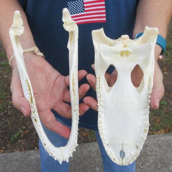 10" B-Grade Alligator Skull 