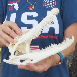 10" Alligator ...