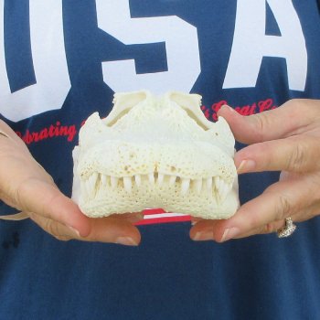 10" Alligator Skull 