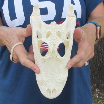 10" Alligator Skull 