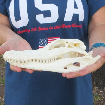 10" Alligator Skull 