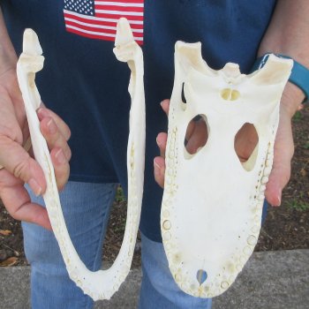 10" Alligator Skull 