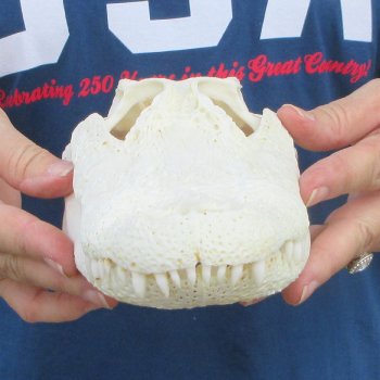 10-1/2" Alligator Skull 