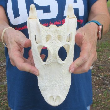 10-1/2" Alligator Skull 