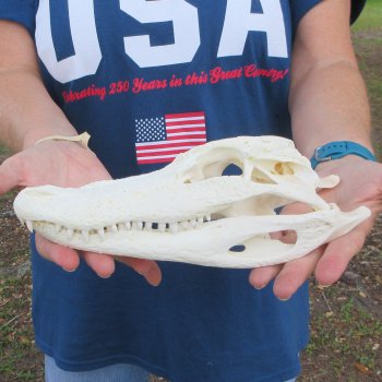 10-1/2" Alligator Skull 