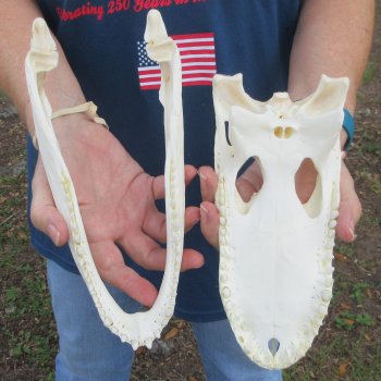 10-1/2" Alligator Skull 