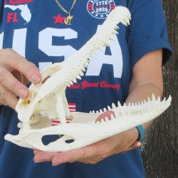 10" Alligator ...
