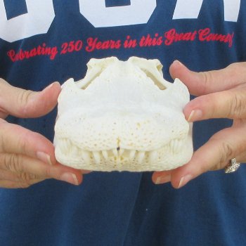 10" Alligator Skull 