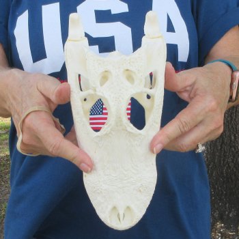 10" Alligator Skull 