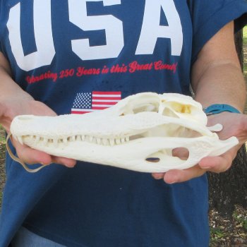 10" Alligator Skull 