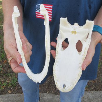 10" Alligator Skull 