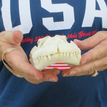 9-1/2" Alligator Skull 