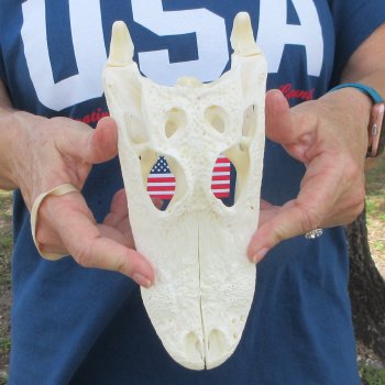 9-1/2" Alligator Skull 