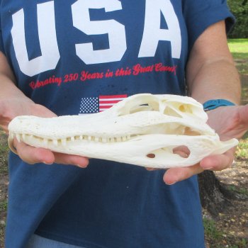 9-1/2" Alligator Skull 