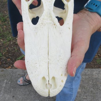 9-1/2" Alligator Skull 