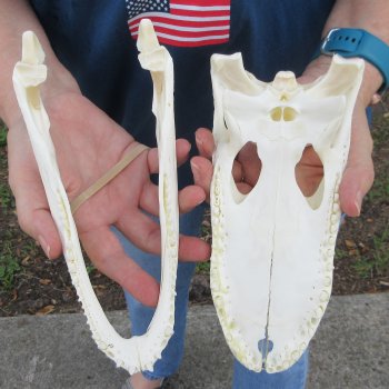 9-1/2" Alligator Skull 