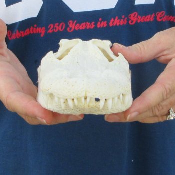9" Alligator Skull 