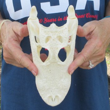 9" Alligator Skull 