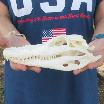 9" Alligator Skull 