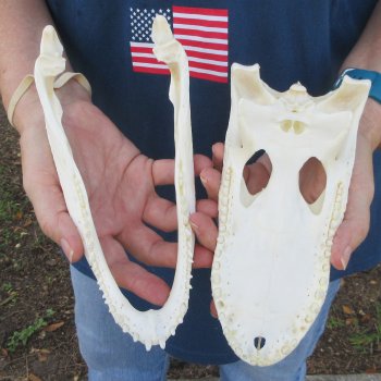 9" Alligator Skull 