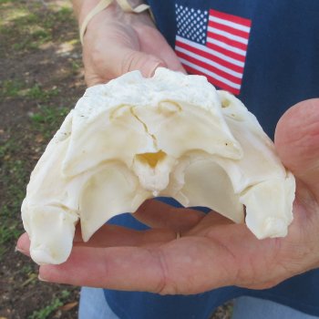 9" Alligator Skull 