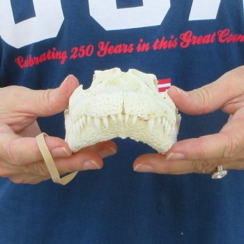 9" Alligator Skull 