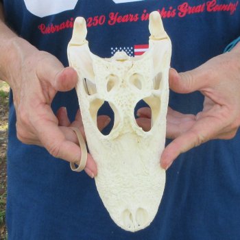 9" Alligator Skull 